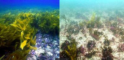 Kelp <mark class="highlighted">Forest Restoration</mark> in Australia